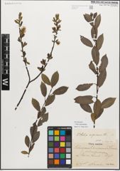Foto von Salix myrsinifolia Salisb.